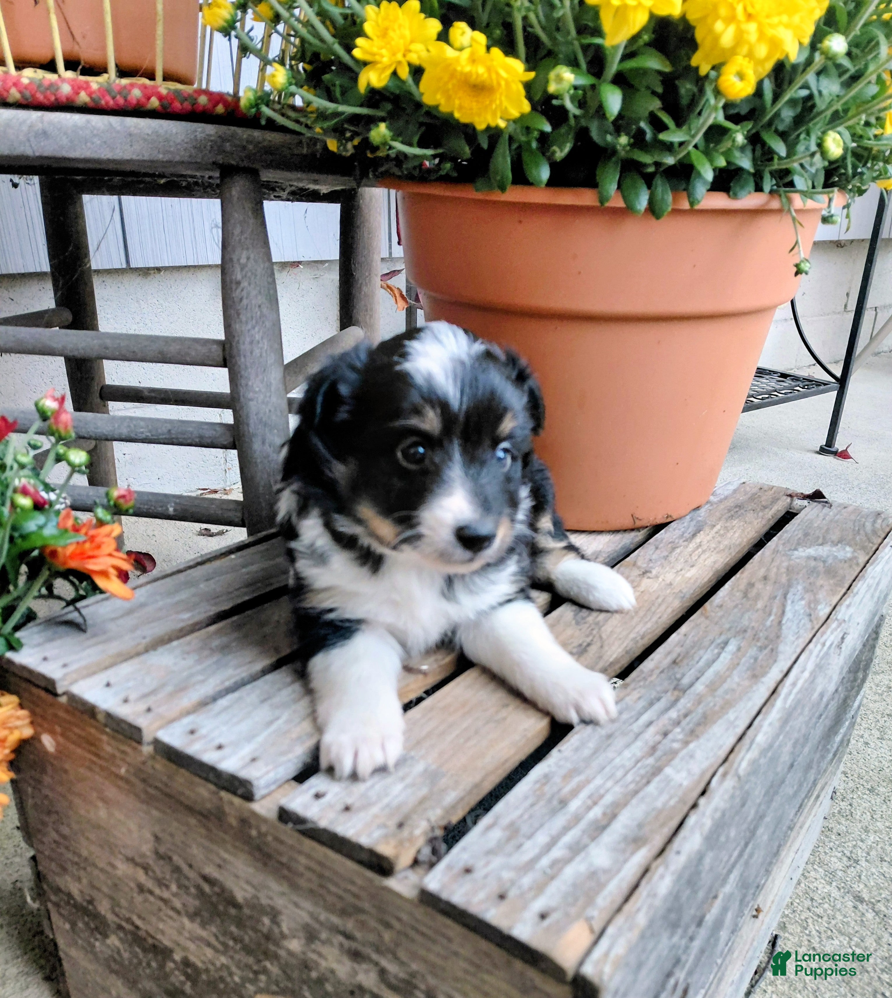 Mixed Breed dogs for sale: Sprinkles  - Ad 2