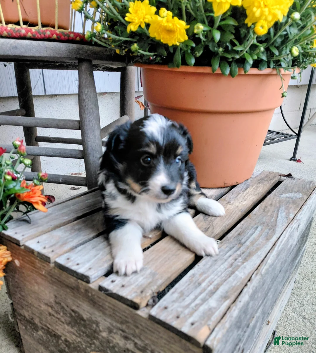Mixed Breed dogs for sale: Sprinkles  - Ad 1