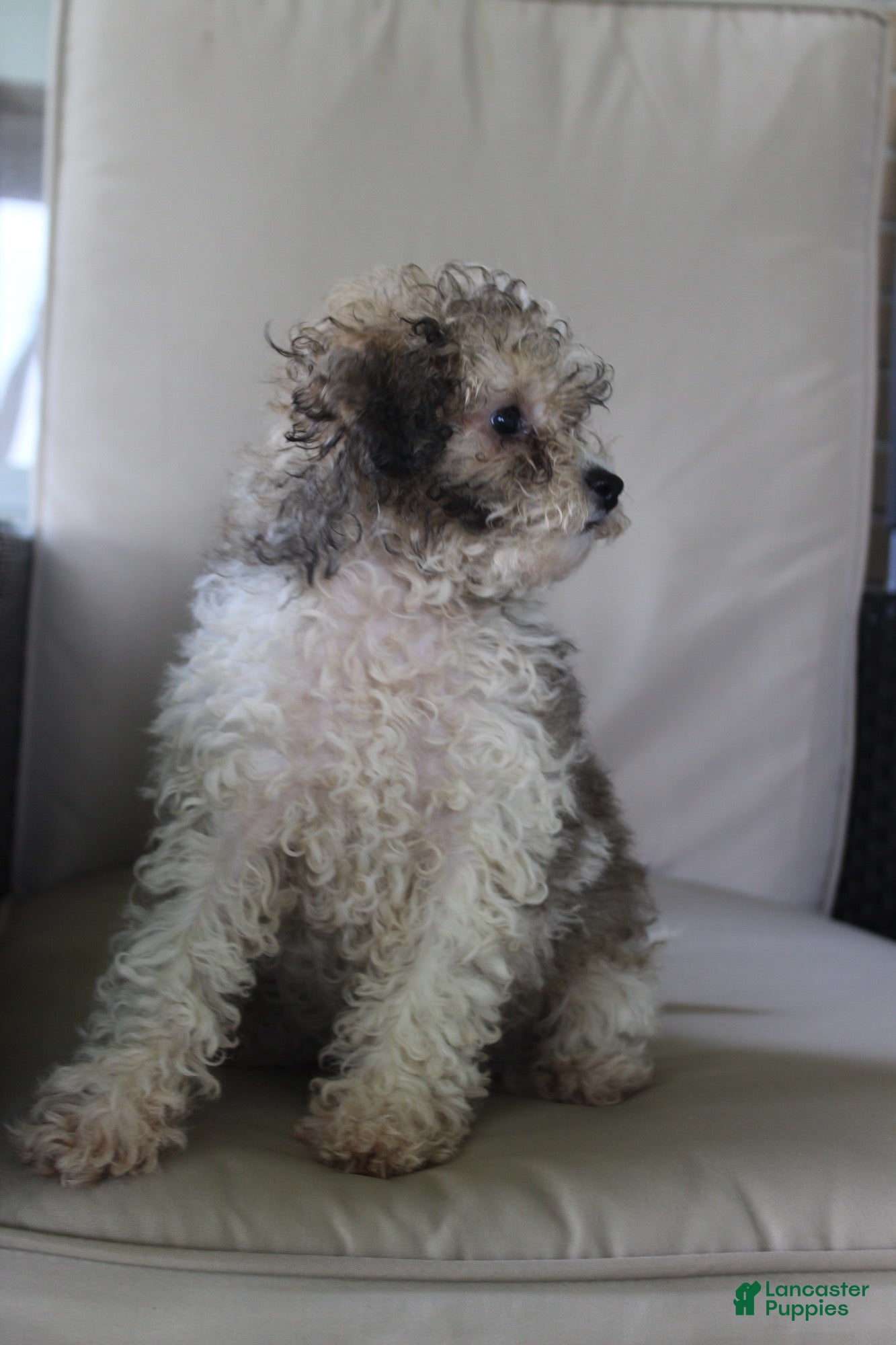Miniature Poodle dogs Miniature Poodle 1 - Ad 1