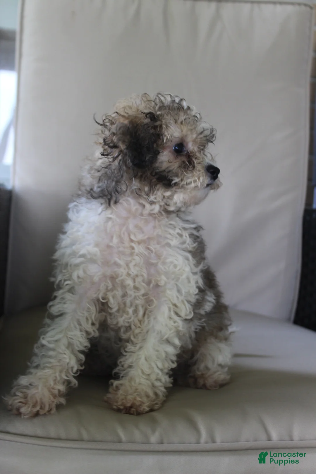 Miniature Poodle dogs for sale: Miniature Poodle 1 - Ad 1