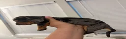 Miniature Dachshund dogs for sale: Miniature Dachshund Puppy 1 - Ad 3
