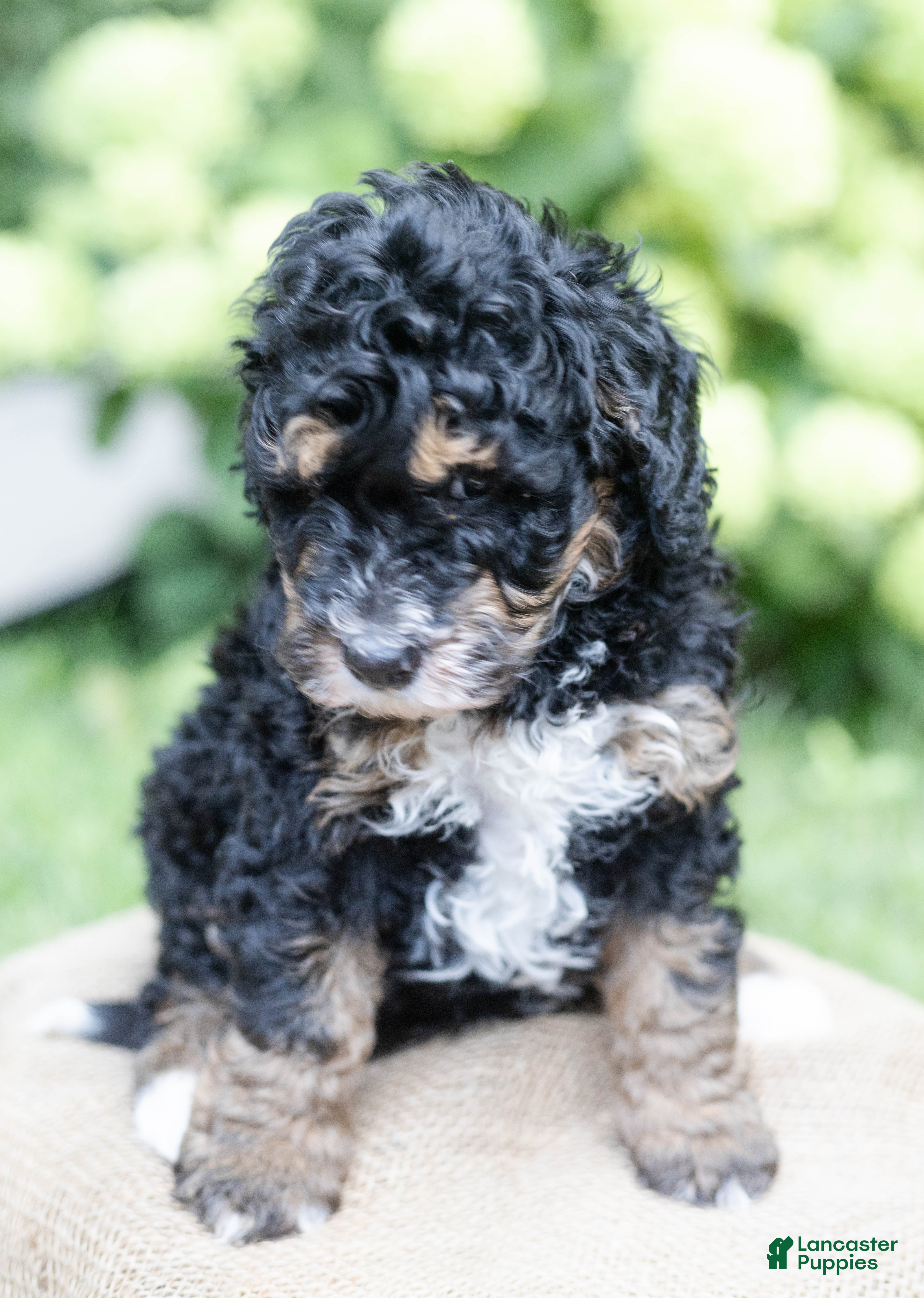 Mini Bernedoodle dogs for sale: Winston - Ad 4