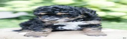 Mini Bernedoodle dogs for sale: Winston - Ad 1