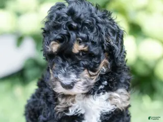 Mini Bernedoodle dogs Winston - Ad 21