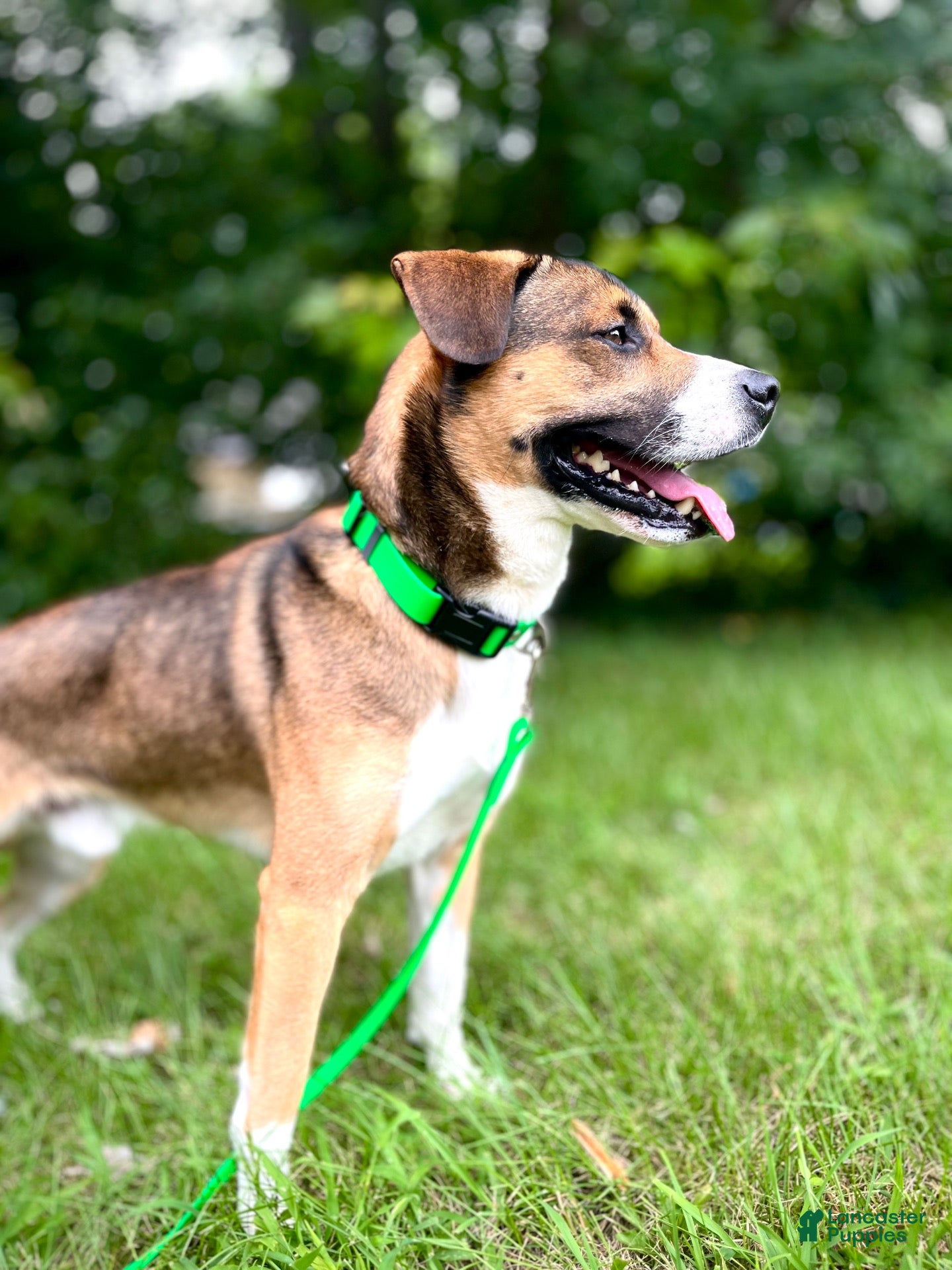 Mixed Breed dogs for stud: Rocky - Ad 1