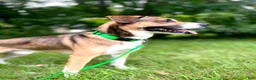 Mixed Breed dogs for stud: Rocky - Ad 1