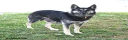 German Shepherd dogs for sale: Atlas - Ad 6