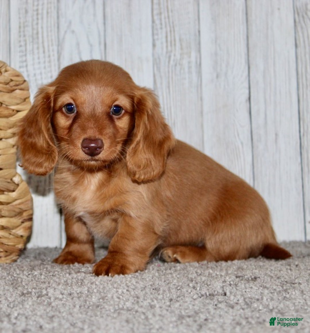 Miniature Dachshund dogs for sale: Olivia - Ad 5