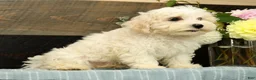 Havanese dogs for sale: Gavin - Ad 5