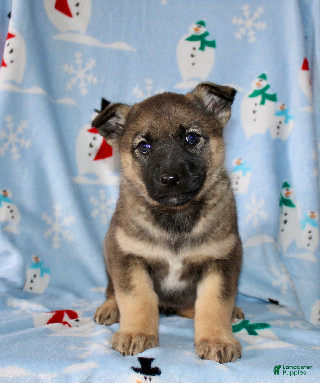 Mixed Breed dogs for sale: Ollie - Ad 2