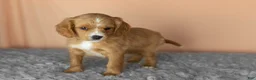 Mixed Breed dogs for sale: Baylor  - Ad 3