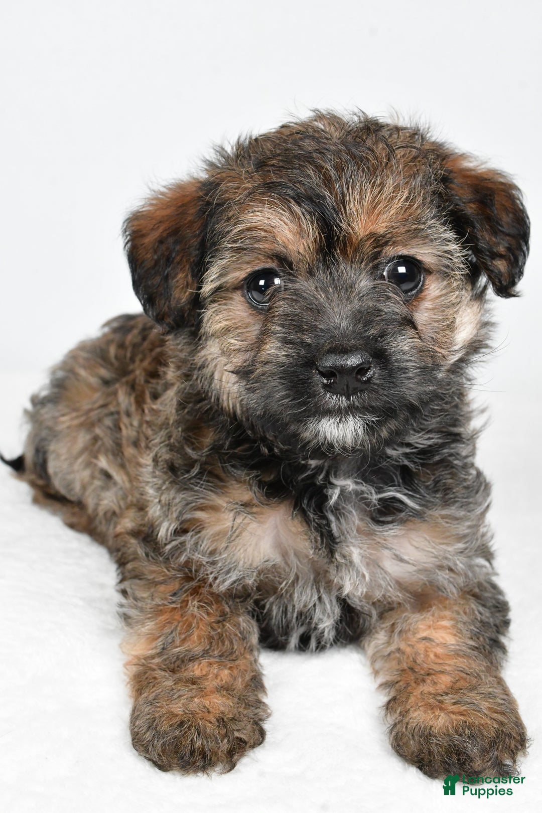 Yorkiepoo dogs for sale: Noelle - Ad 8