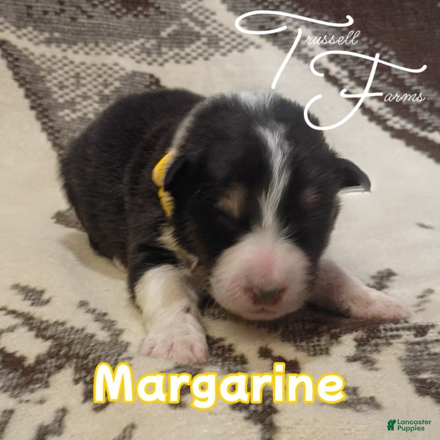 Australian Shepherd dogs Margarine - Ad 1