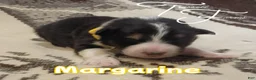 Australian Shepherd dogs for sale: Margarine - Ad 1