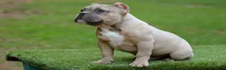 American Bully dogs for sale: Fawn male - Ad 2