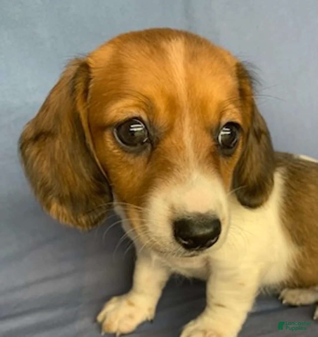 Miniature Dachshund dogs for sale: Chloe - Ad 14