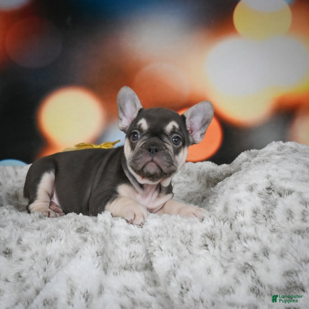 French Bulldog dogs for sale: Courtney - Ad 6