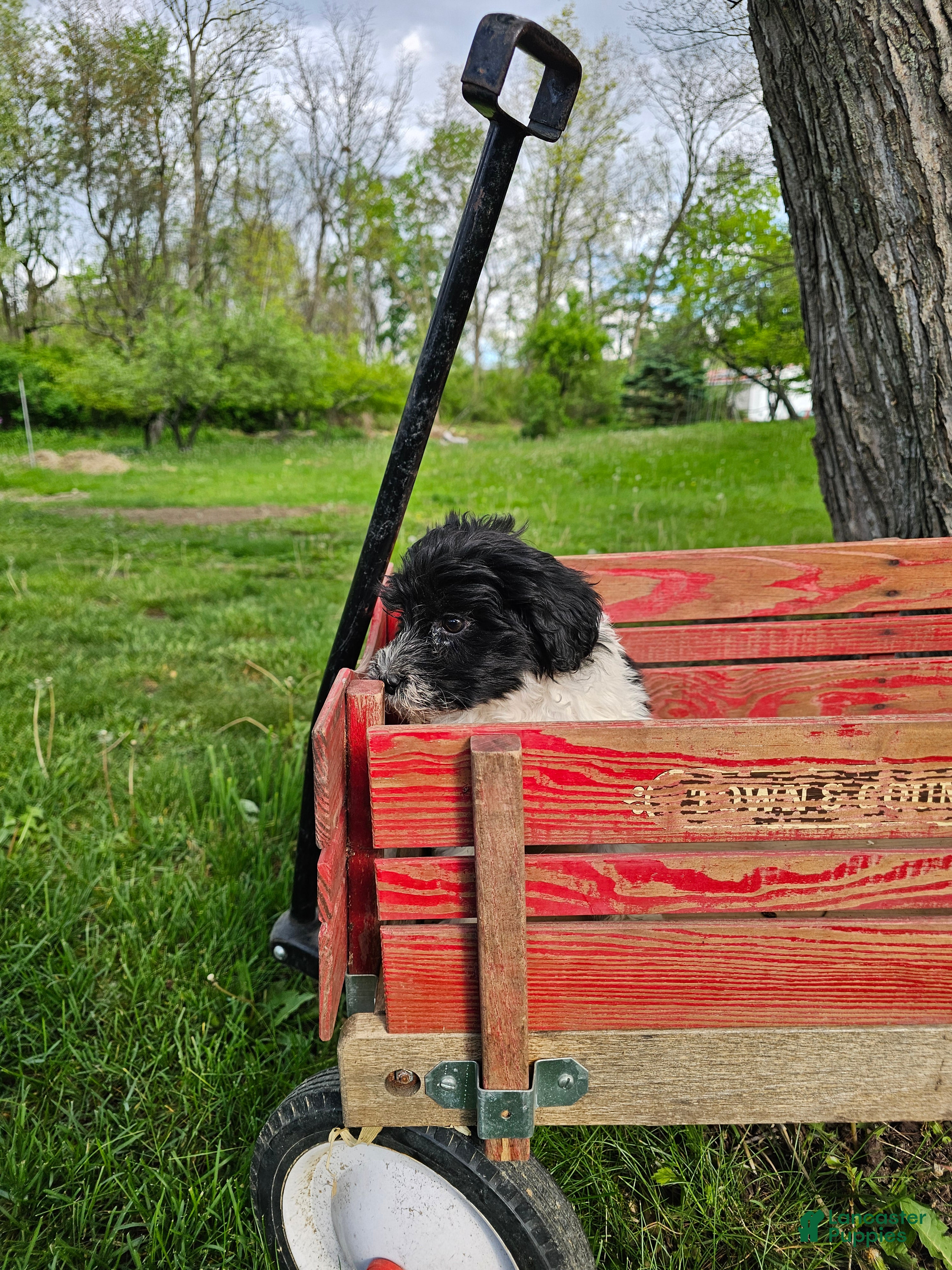 Portuguese Water Dog dogs Bailey B. 💜 - Ad 2