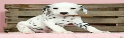Dalmatian dogs for sale: Robo - Ad 3