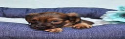 Miniature Dachshund dogs for sale: Strudel - Ad 2