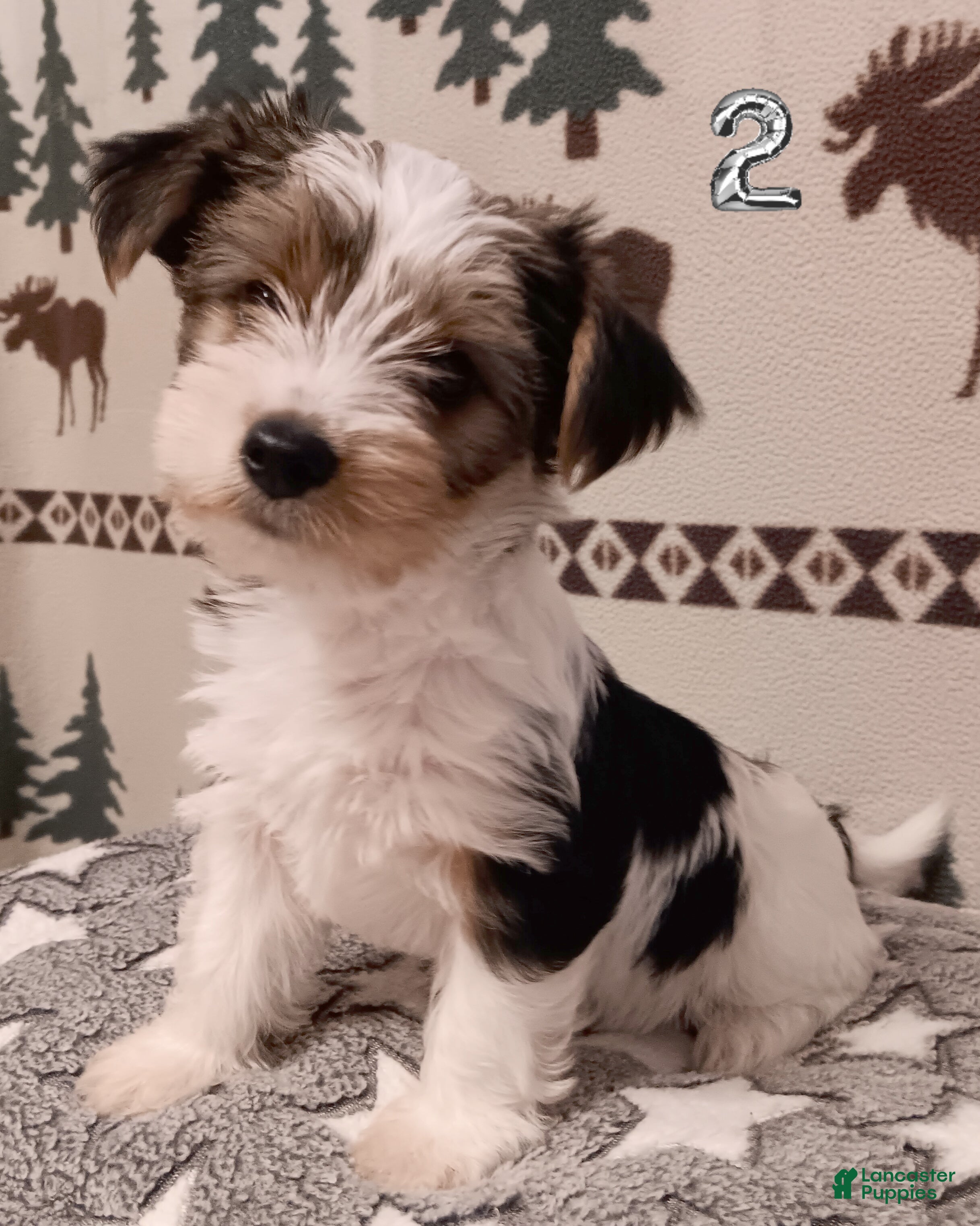 Mixed Breed dogs Pumpkin - Ad 31