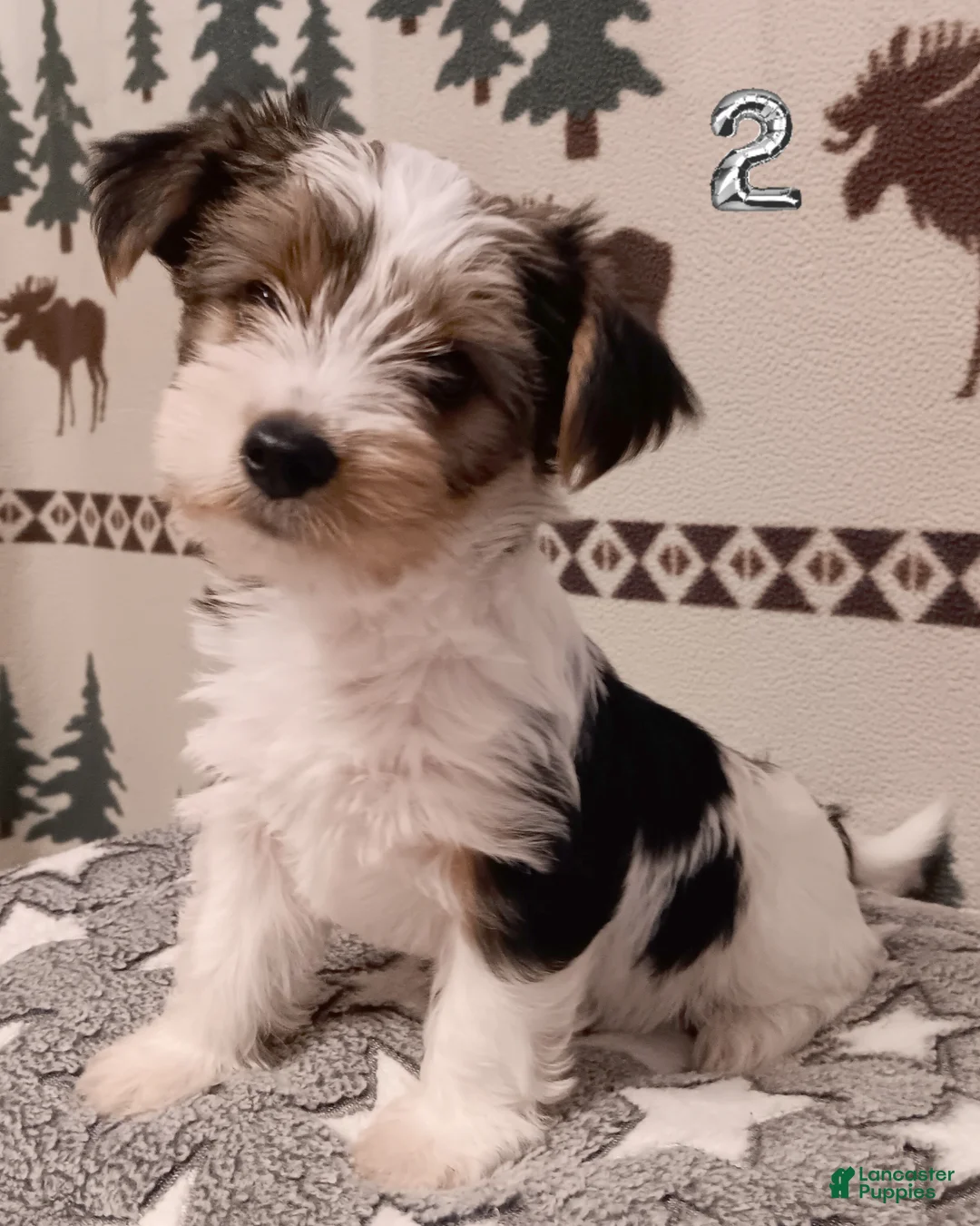 Mixed Breed dogs for sale: Pumpkin - Ad 1
