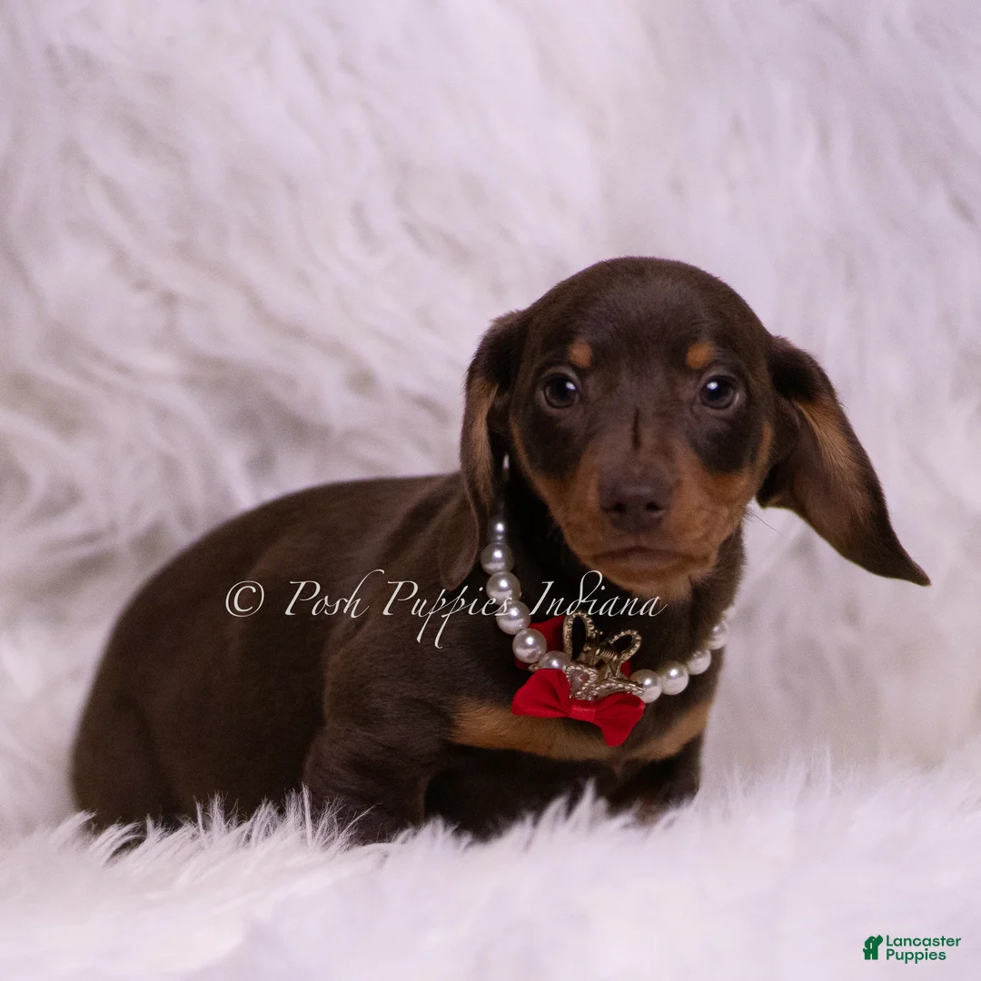 Miniature Dachshund dogs for sale: Pretzel - Ad 3