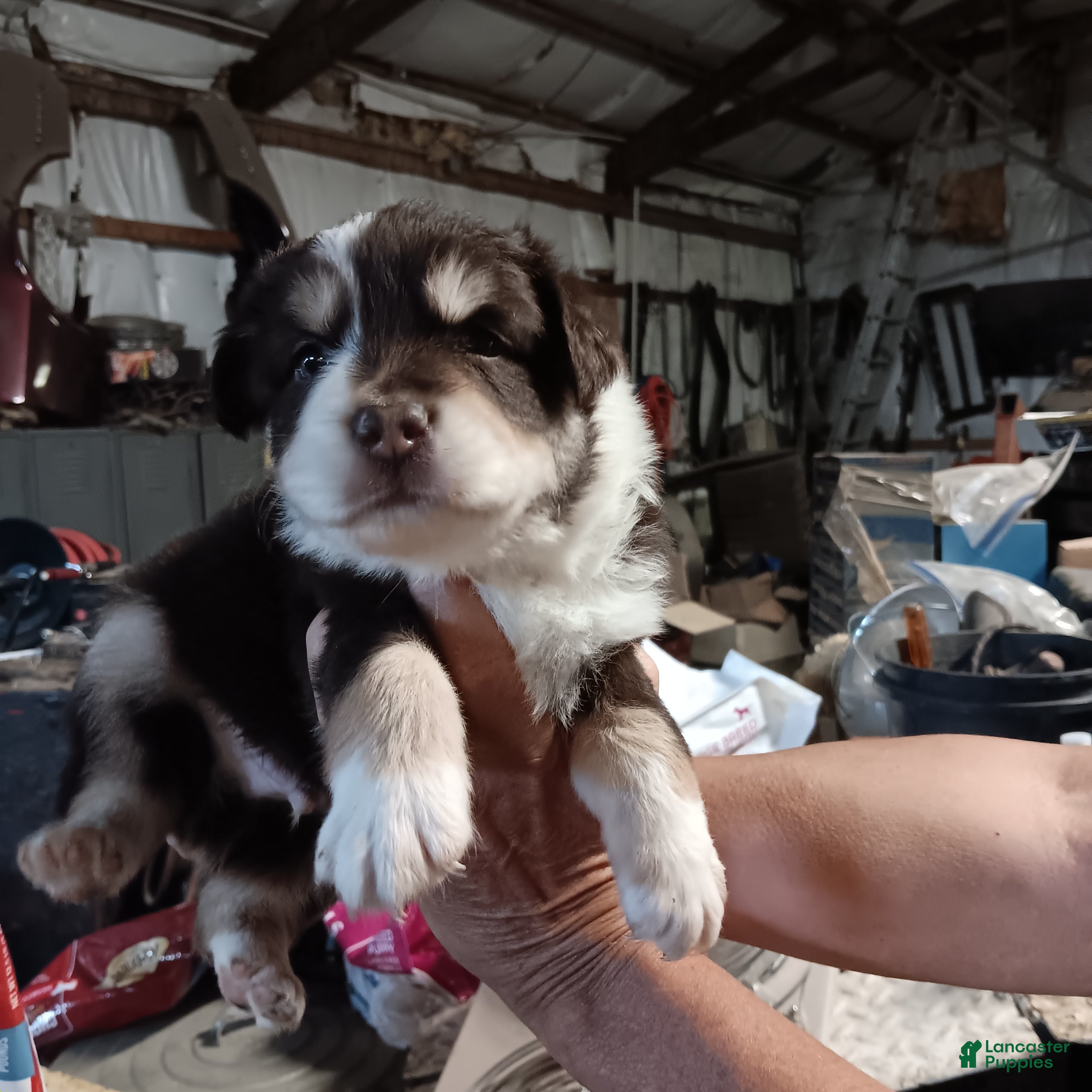 Miniature Australian Shepherd dogs Grace - Ad 1