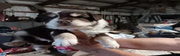 Miniature Australian Shepherd dogs for sale: Grace - Ad 1