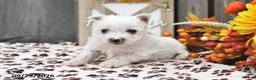 West Highland Terrier dogs for sale: Wendy - Ad 3