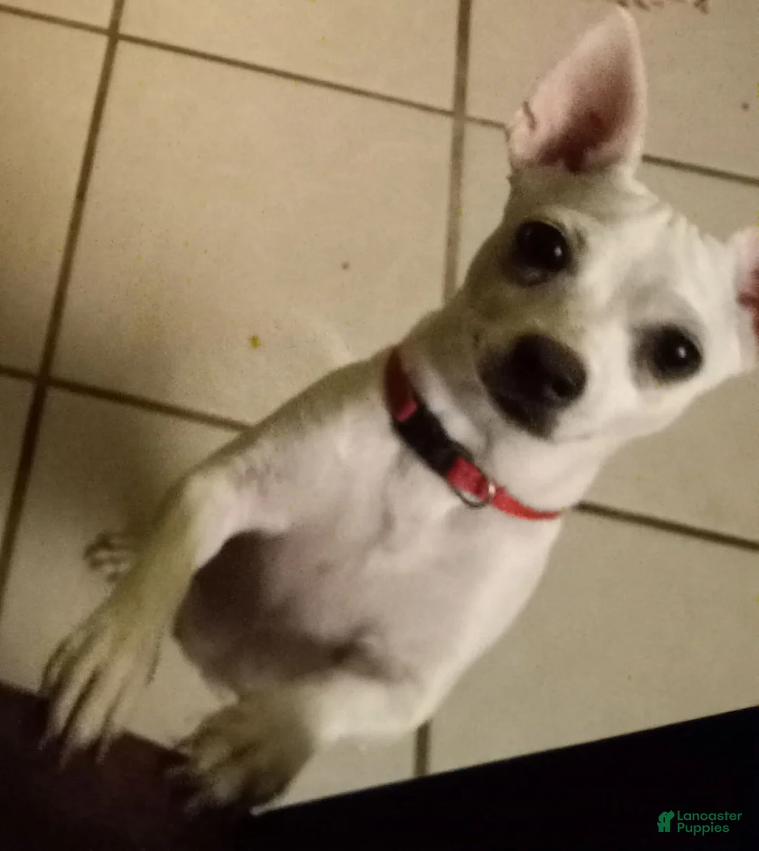 Chihuahua dogs for sale: Blonde girl, Nationwide delivery! - Ad 5