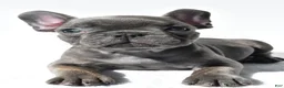 French Bulldog dogs for sale: Joey - Ad 4