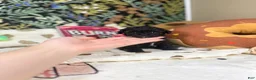 Toy Poodle dogs for sale: Frances - Ad 2