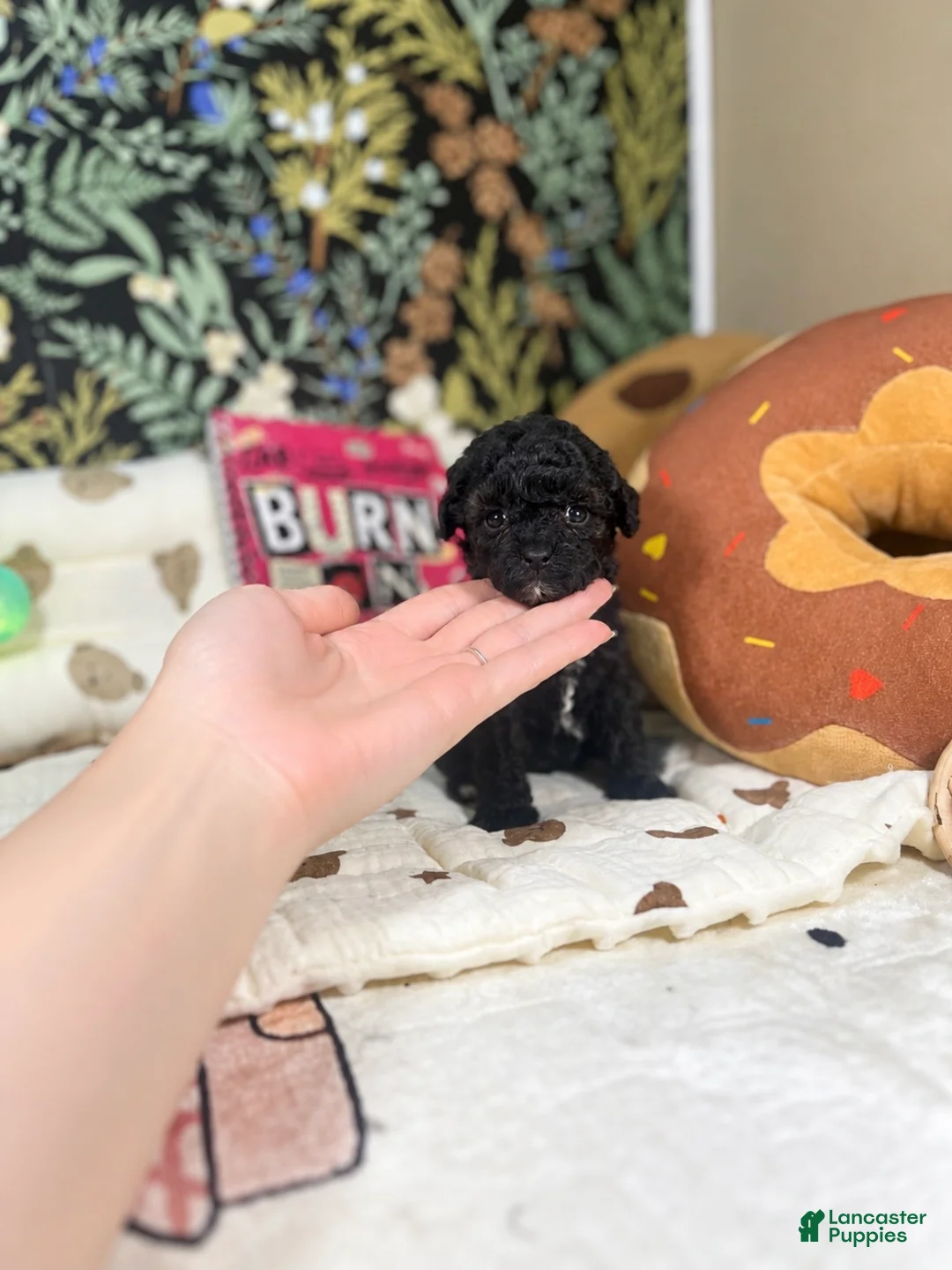 Toy Poodle dogs for sale: Frances - Ad 2