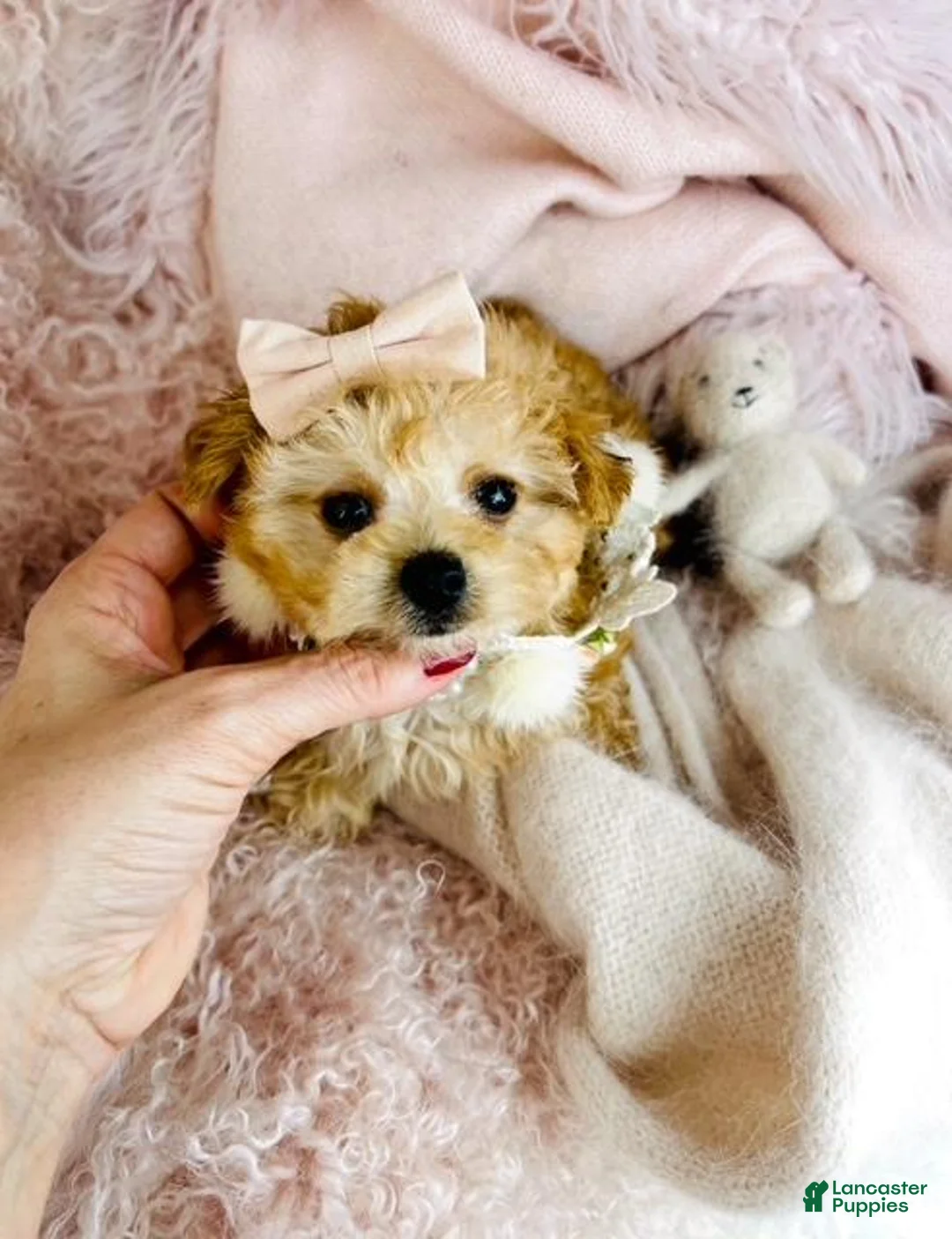 Toy Poodle dogs for sale: Toy Poodle 1 - Ad 1