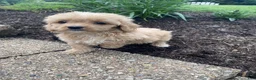 Cavapoo dogs for sale: Bruno - Ad 3