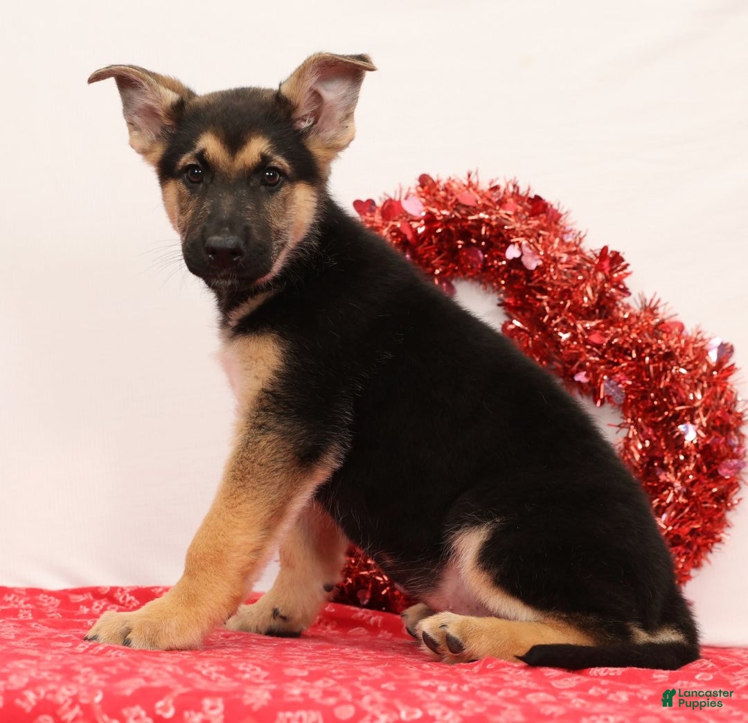 German Shepherd dogs for sale: Milo - Ad 3