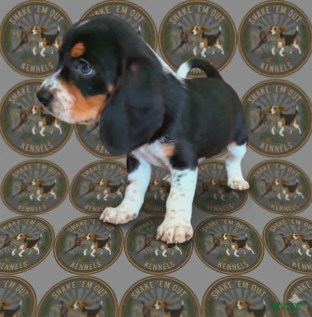 Beagle dogs for sale: Stitch - Ad 1