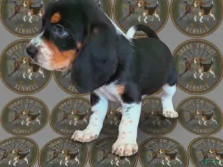 Beagle dogs Stitch - Ad 20