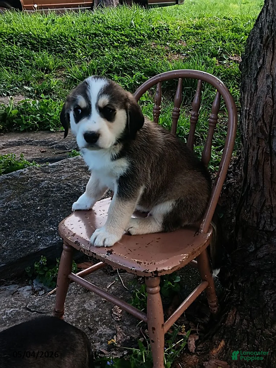 Mixed Breed dogs for sale: Junior - Ad 2