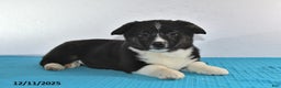 Mixed Breed dogs for sale: Thomas - Ad 4
