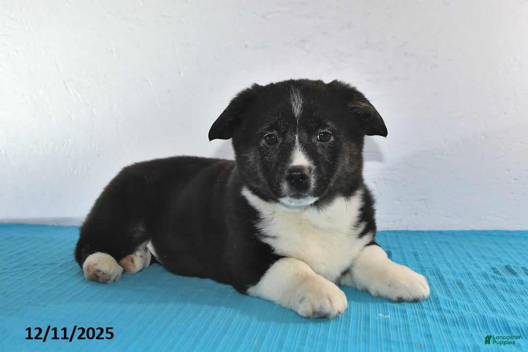 Mixed Breed dogs for sale: Thomas - Ad 4