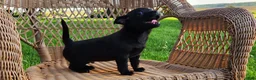 Chihuahua dogs for sale: Dusten - Ad 4