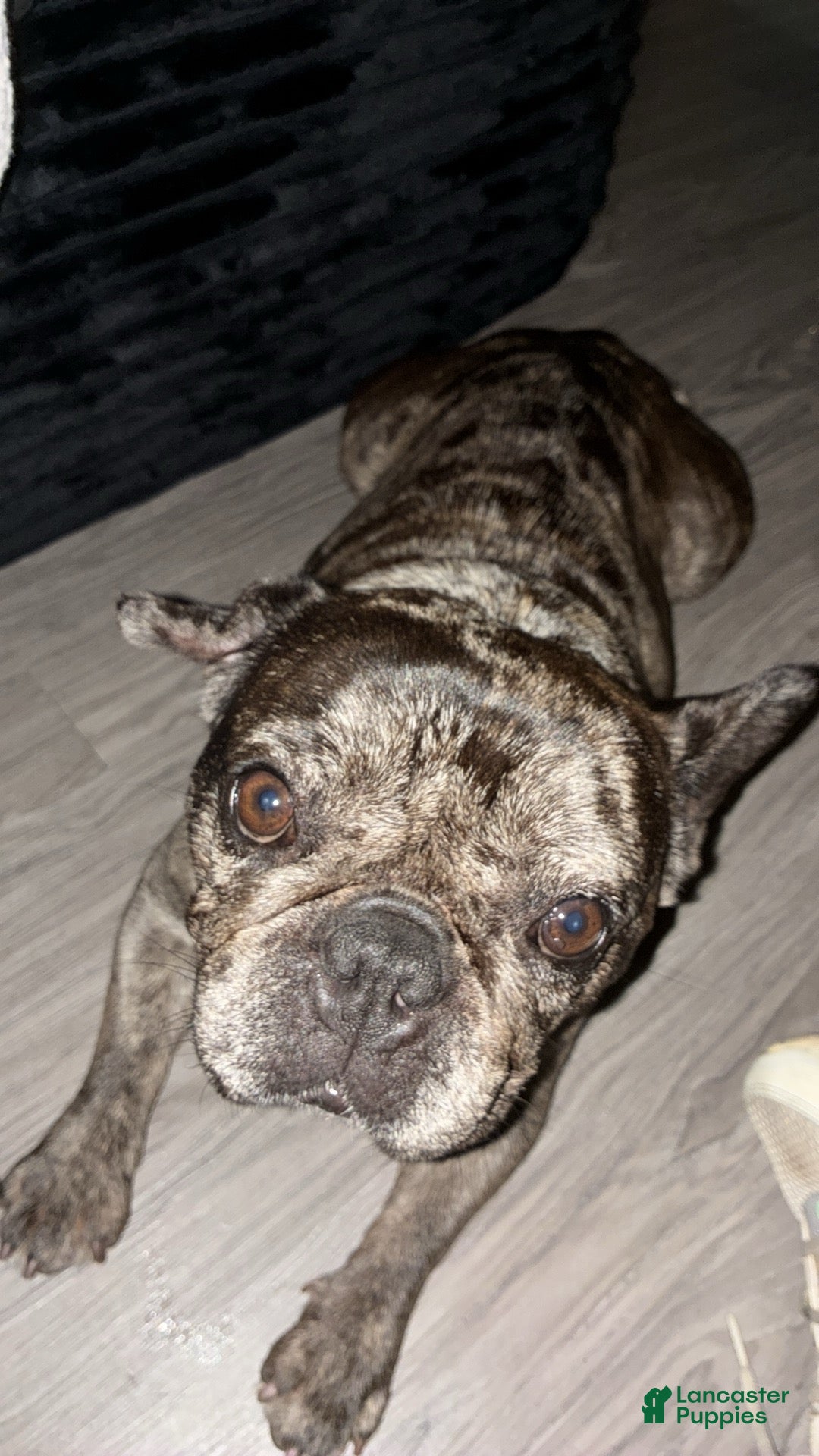 French Bulldog dogs for sale: French Bulldog Puppy 1 - Ad 2