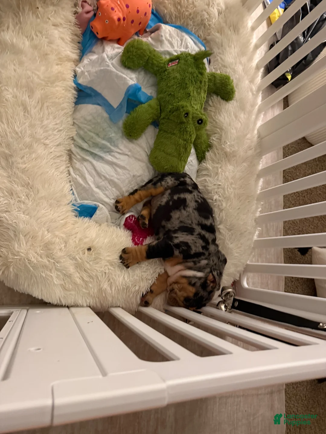 English Bulldog dogs for sale: English Bulldog 1 - Ad 2