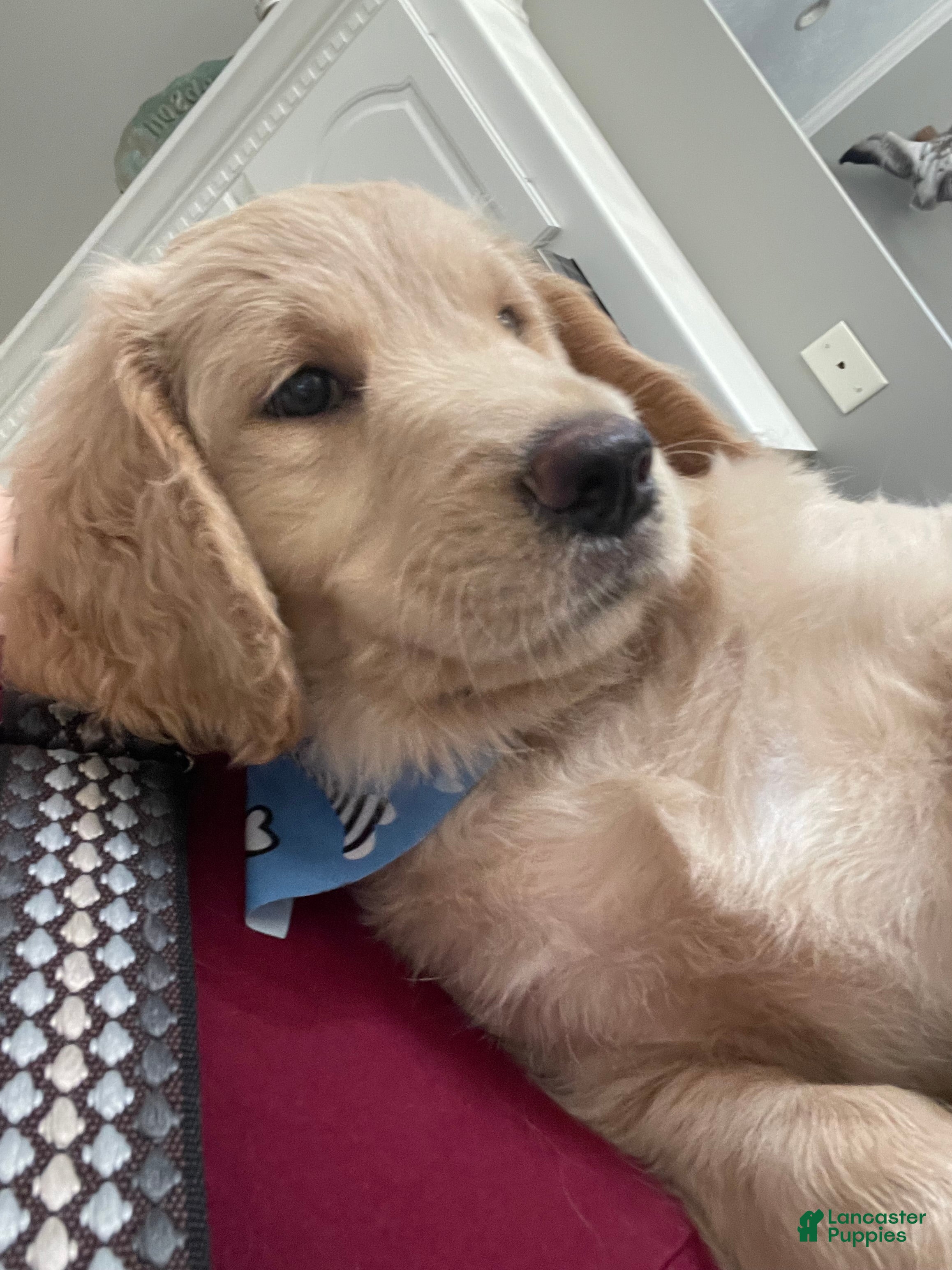 Goldendoodle dogs Goldendoodle 1 - Ad 4