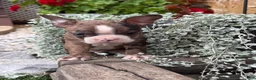 Boston Terrier dogs for sale: Kenny - Ad 9