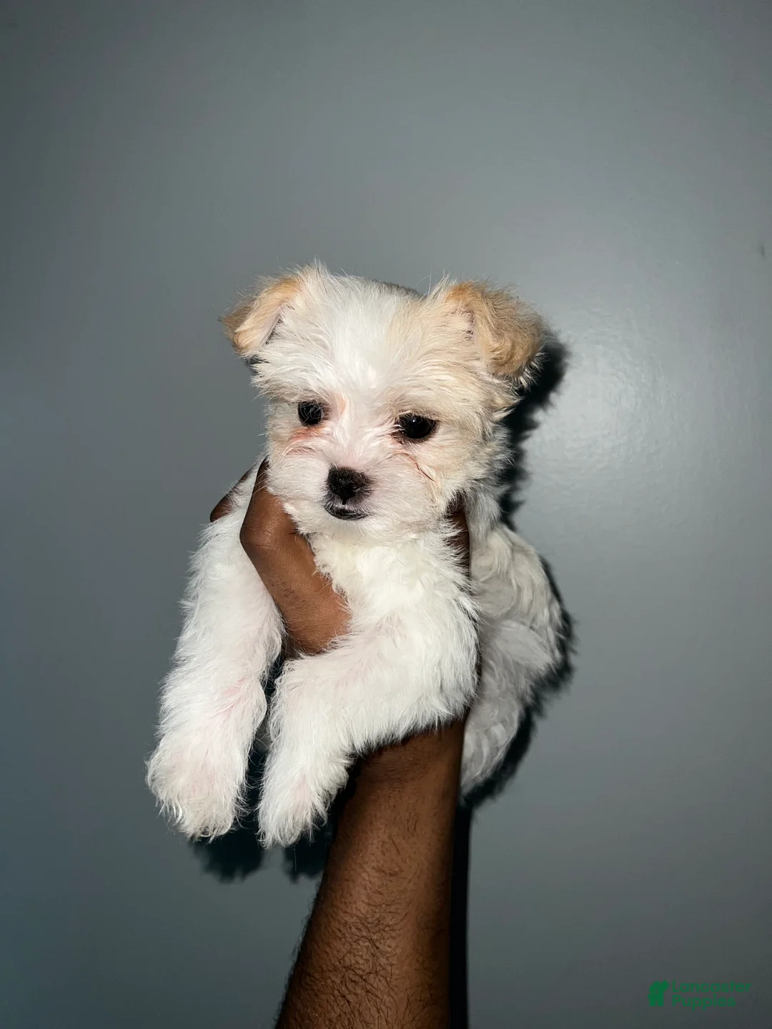 Yorkshire Terrier dogs for sale: Cyrus - Ad 7