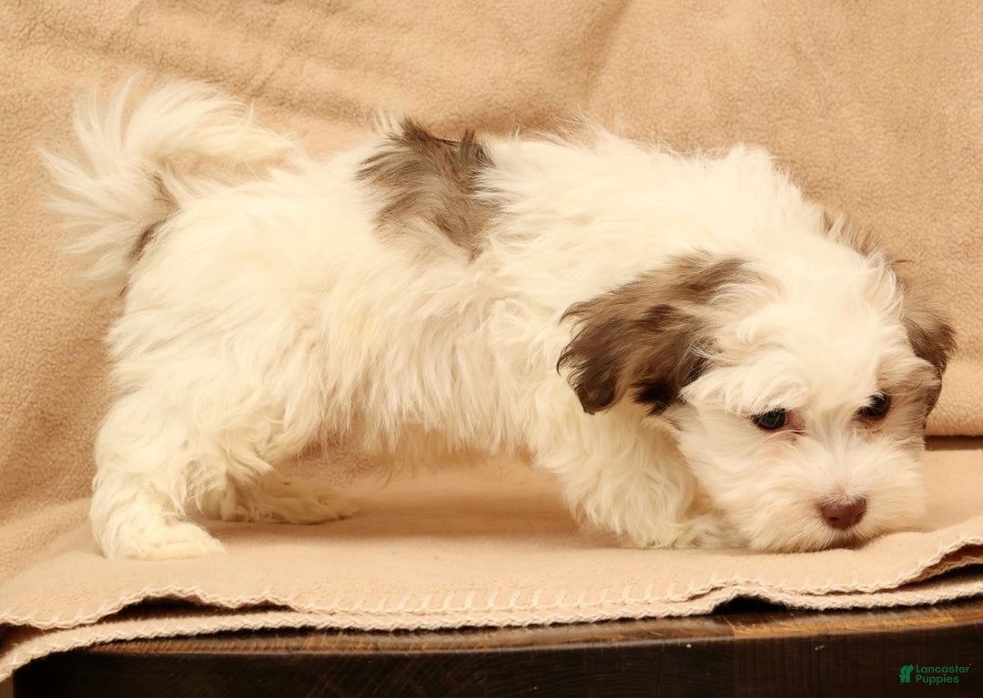 Havanese dogs for sale: Benji - Ad 8