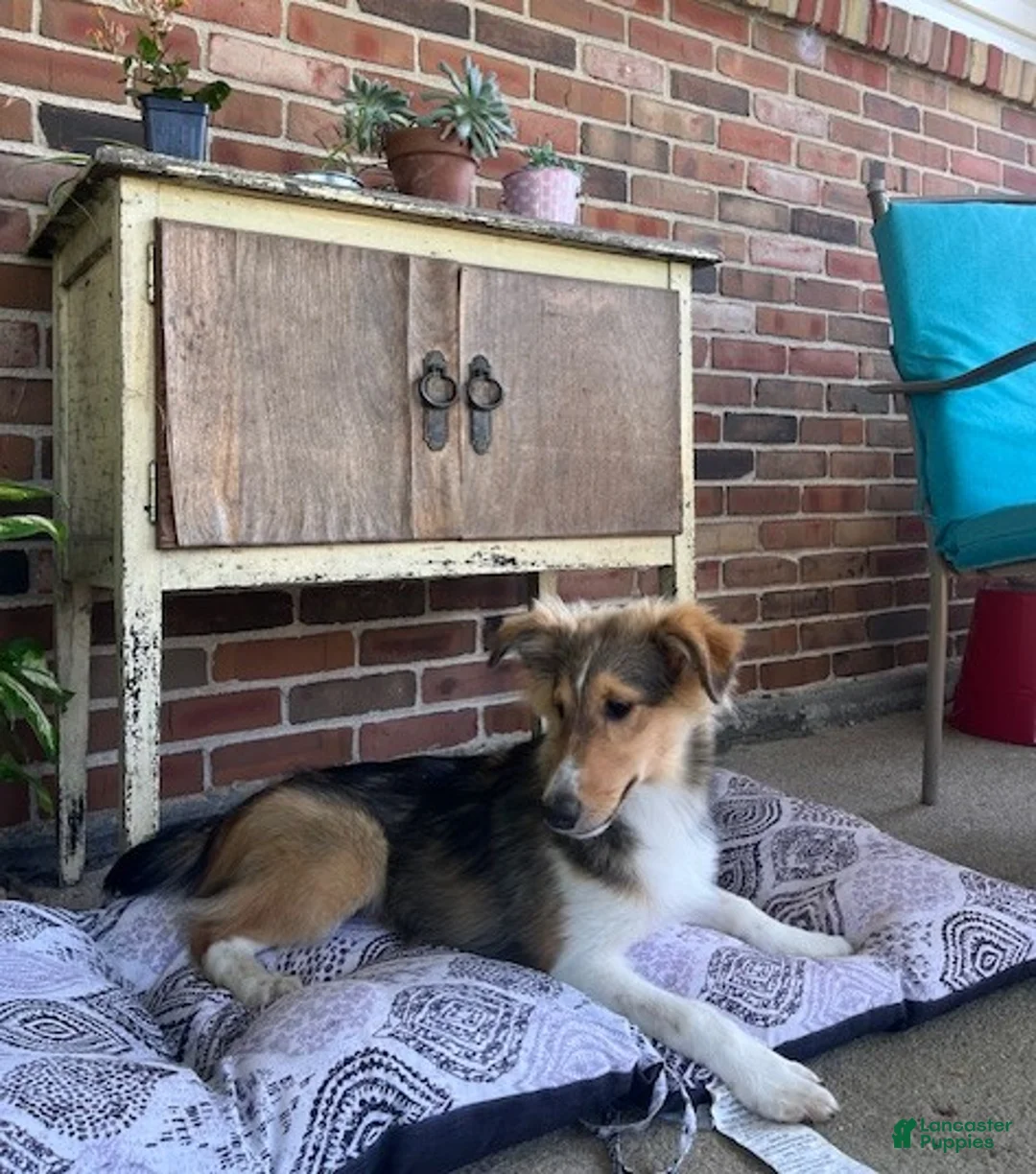 Shetland Sheepdog dogs for sale: Brooklyn - Ad 1